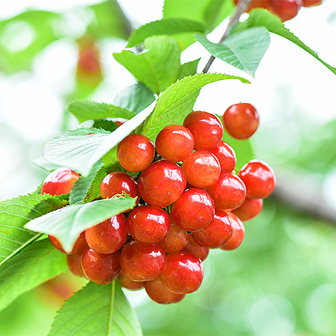 九游体育官方注册大红樱桃三