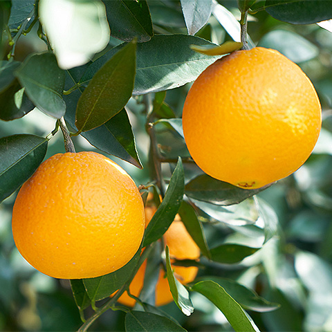 九游体育官方注册热带水果四